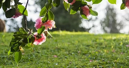 Camelia flowers in a Galician garden._322