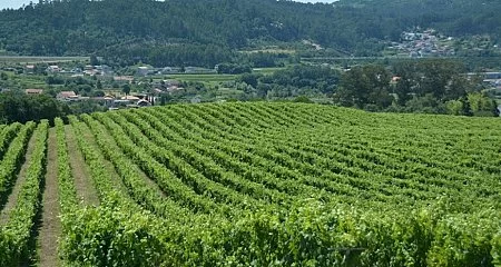 Expansive vineyards in a rural Galician area._198