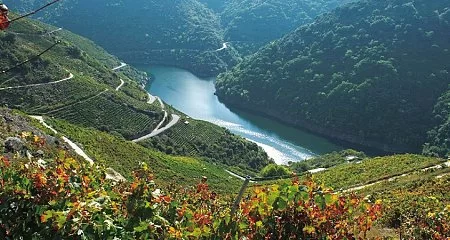 Sil Canyon surrounded by terraced vineyards._196