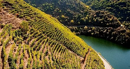 Terraced vineyards by Galician rivers._192