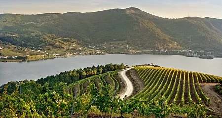 Terraced vineyards of Ribeira Sacra overlooking the Sil River._148