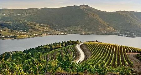 Viñedos en la Ribeira Sacra junto al río._318